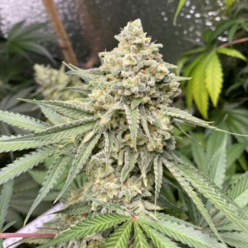 Zkittlez Auto - semințe autoînfloritoare de cannabis, soi de marijuana
