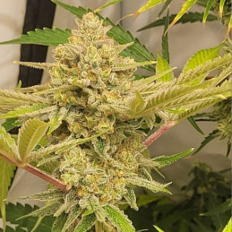 Caramel King Auto - semințe autoînfloritoare de cannabis, soi de marijuana