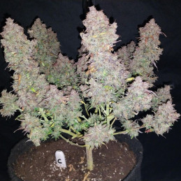 Bruce Banner Auto - semințe autoînfloritoare de cannabis, soi de marijuana
