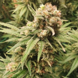 BubbleGum Auto - semințe autoînfloritoare de cannabis, soi de marijuana
