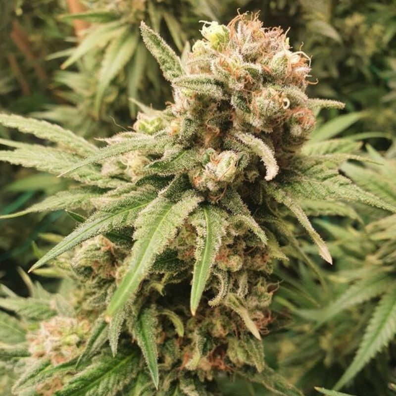 BubbleGum Auto - semințe autoînfloritoare de cannabis, soi de marijuana