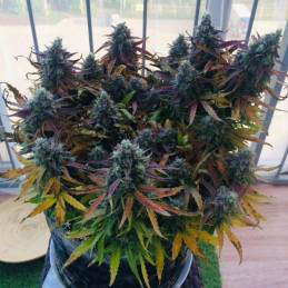 Blueberry Auto - semințe autoînfloritoare de cannabis, soi de marijuana