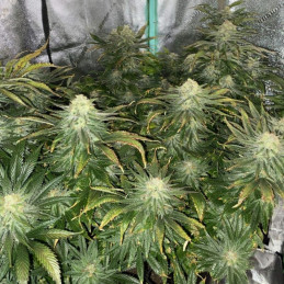 Big Bud Auto - semințe autoînfloritoare de cannabis, soi de marijuana