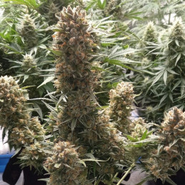 Banana Auto - semințe autoînfloritoare de cannabis, soi de marijuana