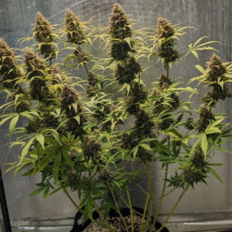 Original Amnesia Auto - semințe autoînfloritoare de cannabis, soi de marijuana