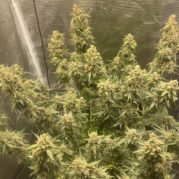 Amnesia Haze Auto - semințe autoînfloritoare de cannabis, soi de marijuana