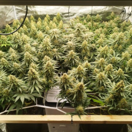 Zkittlez - semințe de cannabis, soi de marijuana