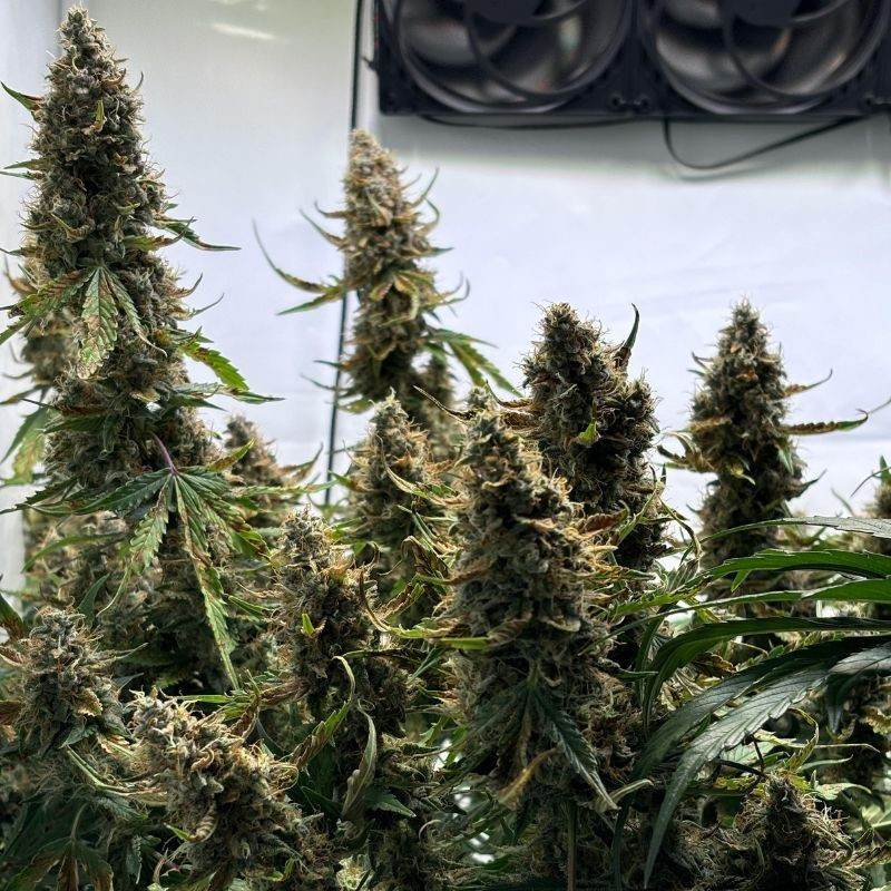 Wedding Cake - semințe de cannabis, soi de marijuana