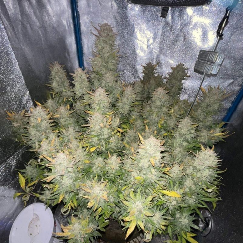 Tropicana Cookies - semințe de cannabis, soi de marijuana