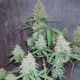 The Unlimited - semințe de cannabis, soi de marijuana
