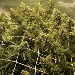 Strawberry Kush - semințe de cannabis, soi de marijuana