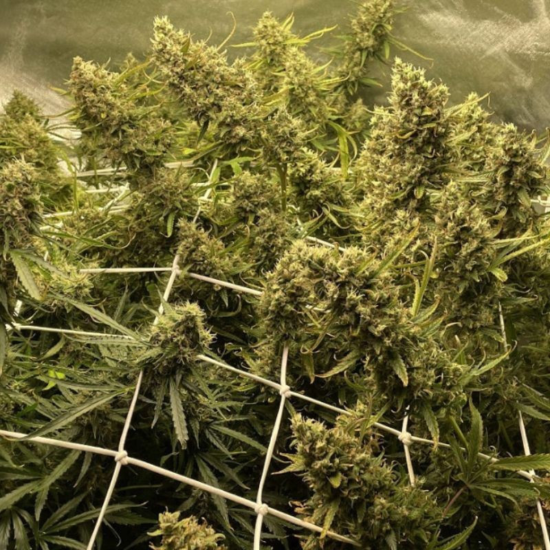 Strawberry Kush - semințe de cannabis, soi de marijuana
