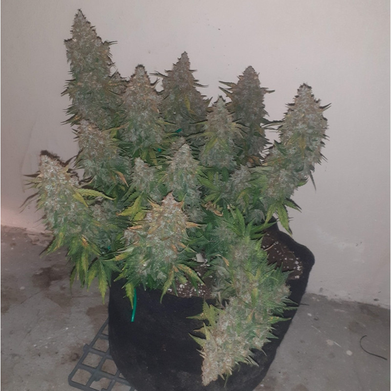 Somango - semințe de cannabis, soi de marijuana