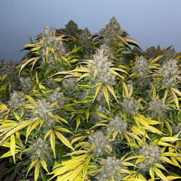 Special Skunk - semințe de cannabis, soi de marijuana