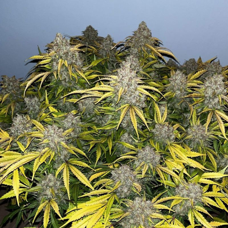 Special Skunk - semințe de cannabis, soi de marijuana