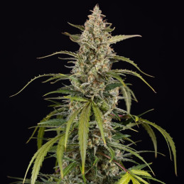 Exotic Haze - semințe de cannabis, soi de marijuana