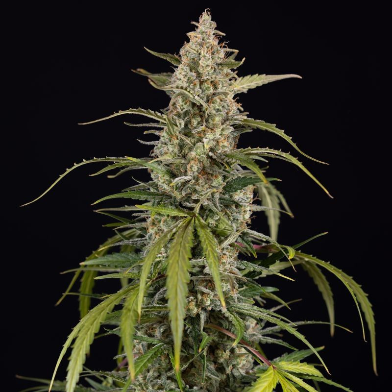 Exotic Haze - semințe de cannabis, soi de marijuana