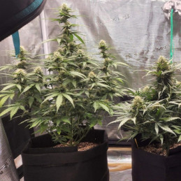 Special Haze - semințe de cannabis, soi de marijuana