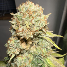Sour Diesel - semințe de cannabis, soi de marijuana