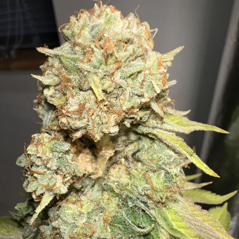 Sour Diesel - semințe de cannabis, soi de marijuana