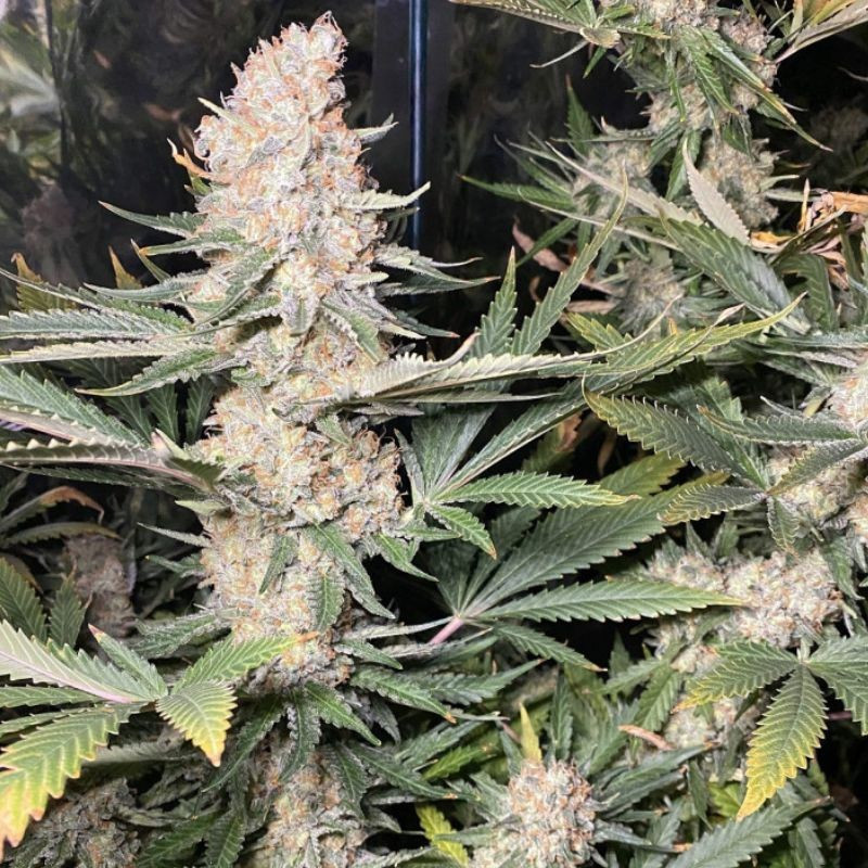 Super Skunk - semințe de cannabis, soi de marijuana