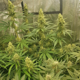 Sherbet - semințe de cannabis, soi de marijuana