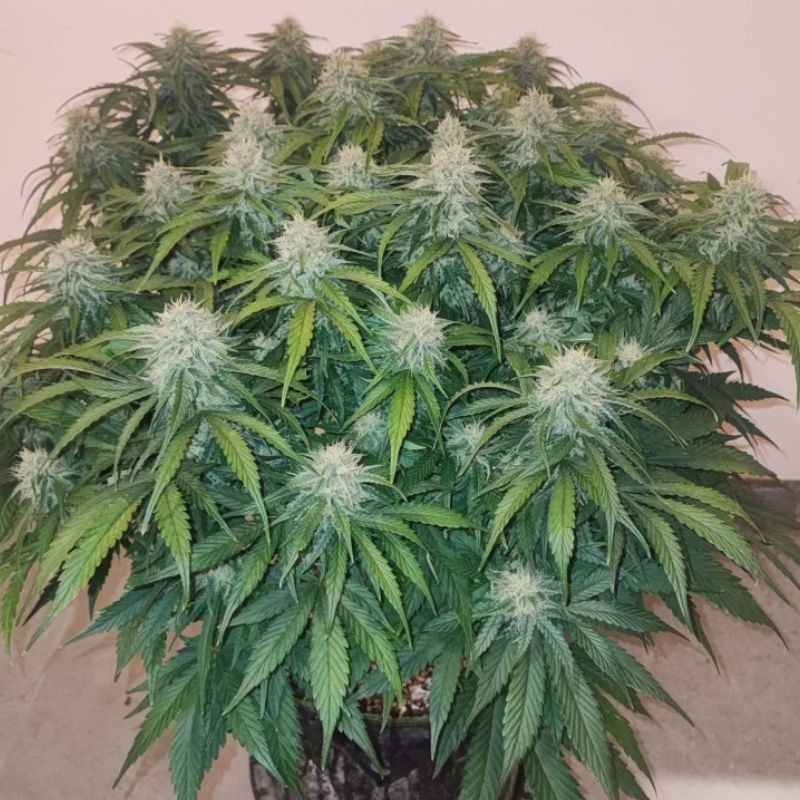 Big Star - semințe de cannabis, soi de marijuana