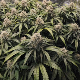 Runtz - semințe de cannabis, soi de marijuana