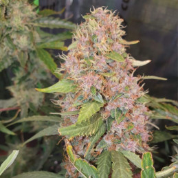 Purple Kush - semințe de cannabis, soi de marijuana