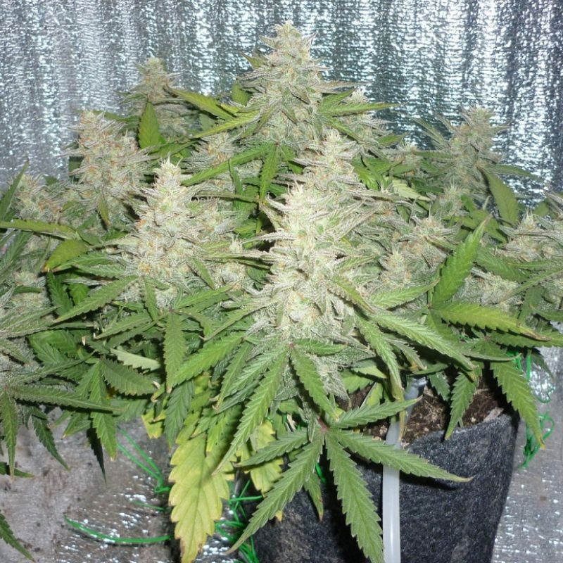 Power Plant - semințe de cannabis, soi de marijuana