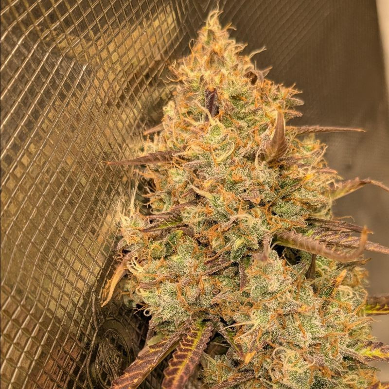 Orange Bud - semințe de cannabis, soi de marijuana