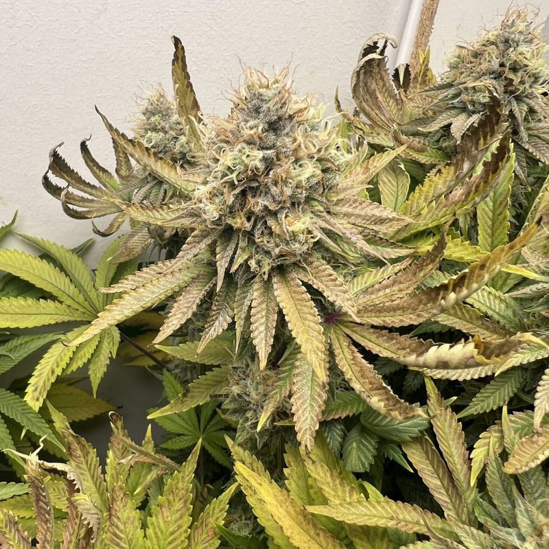 Northern Light - semințe de cannabis, soi de marijuana