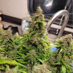 Neville's Haze - semințe de cannabis, soi de marijuana