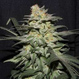 Himalaya Gold - semințe de cannabis, soi de marijuana