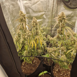 NYC Diesel - semințe de cannabis, soi de marijuana