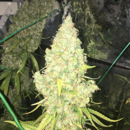 Moby Dick - semințe de cannabis, soi de marijuana