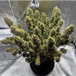 Mimosa - semințe de cannabis, soi de marijuana