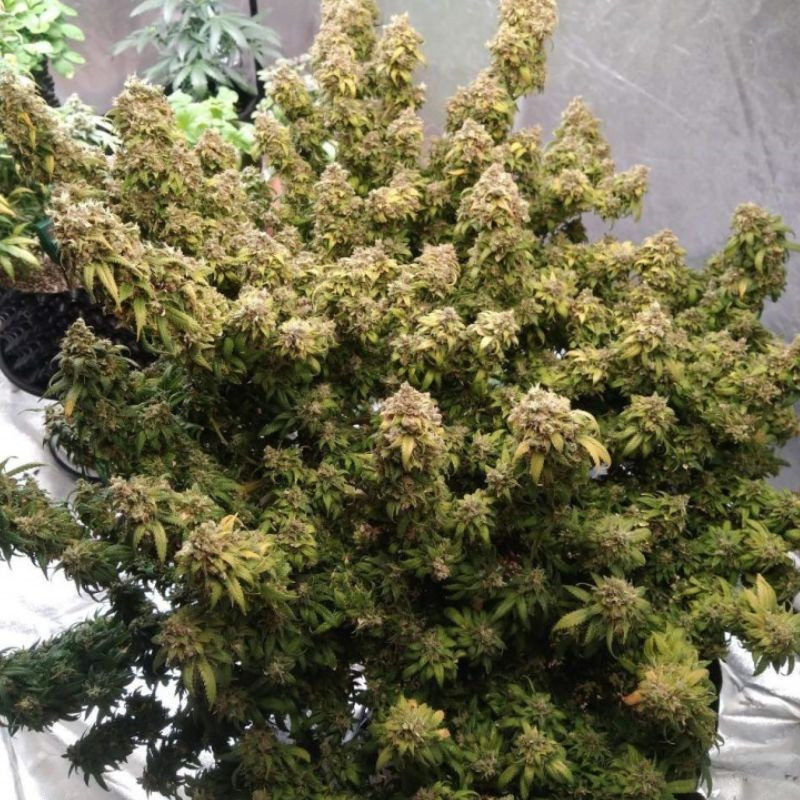 Mazar Extra - semințe de cannabis, soi de marijuana