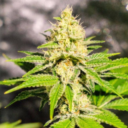 Mister Kush - semințe de cannabis, soi de marijuana