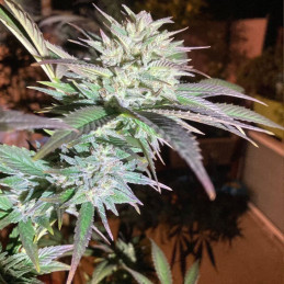 Train Wreck - semințe de cannabis, soi de marijuana