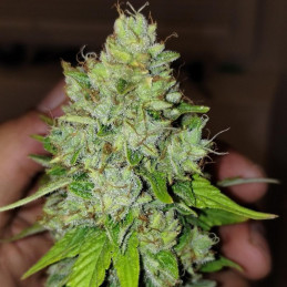 Lemon Skunk - semințe de cannabis, soi de marijuana