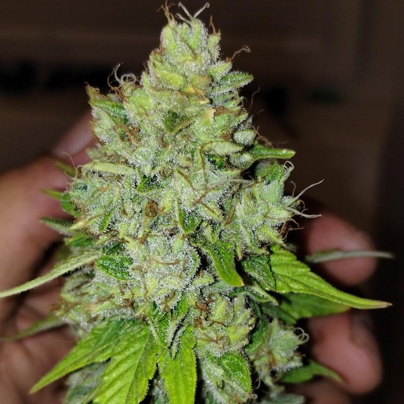 Lemon Skunk - semințe de cannabis, soi de marijuana