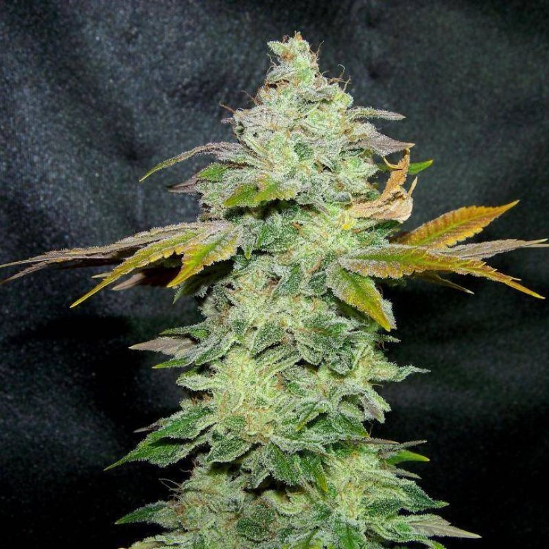 Lavender - semințe de cannabis, soi de marijuana