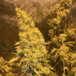 Kali Mist - semințe de cannabis, soi de marijuana