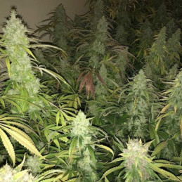 Kalashnikova - semințe de cannabis, soi de marijuana