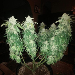 Jack Herer - semințe de cannabis, soi de marijuana