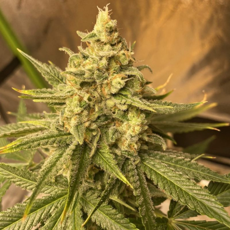 Chemdog - semințe de cannabis, soi de marijuana