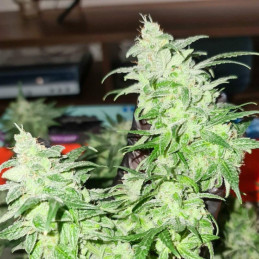 Gorilla Glue - semințe de cannabis, soi de marijuana