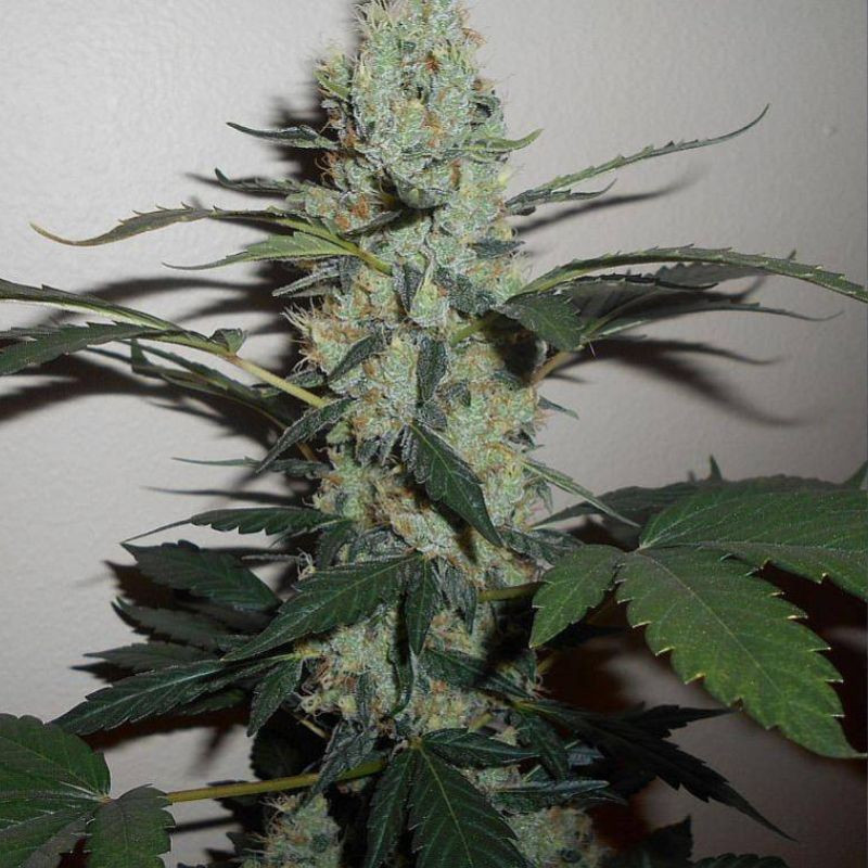 Green Crack - semințe de cannabis, soi de marijuana