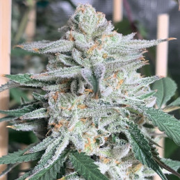 Girl Scout Cookies - semințe de cannabis, soi de marijuana